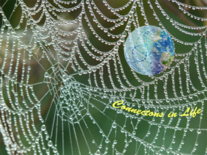 Web of Life - Connections